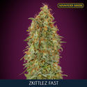 Zkittlez Fast (Advanced Seeds) Feminiserede