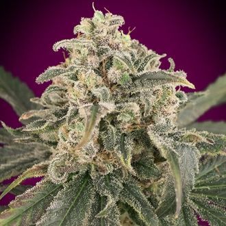 Auto Amnesia XXL (Advanced Seeds) Feminiserede