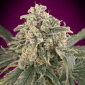 Auto Amnesia XXL (Advanced Seeds) Feminiserede