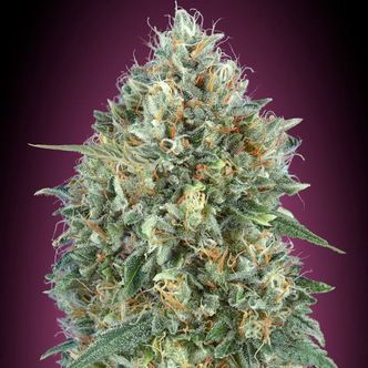 Auto Gelato 33 (Advanced Seeds) feminiserede cannabisfr&oslash;