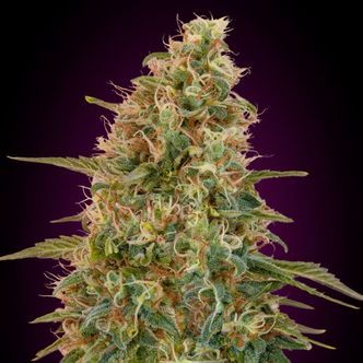 Auto Zkittlez (Advanced Seeds) feminiserede