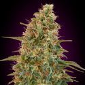 Auto Zkittlez (Advanced Seeds) Feminiserede