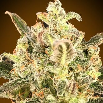 Auto Biodiesel Mass XXL (Advanced Seeds) Feminiserede
