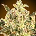 Auto Biodiesel Mass XXL (Advanced Seeds) Feminiserede