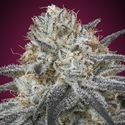 Auto Slurricane (Advanced Seeds) Feminiserede
