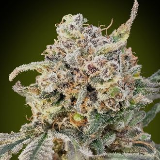 Auto Somango Glue (Advanced Seeds) Feminiserede