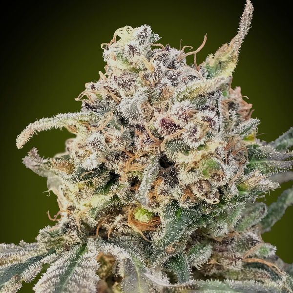 Auto Somango Glue (Advanced Seeds) Feminiserede
