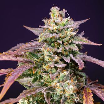 Purple Punch OG XL Auto (Sweet Seeds) feminiserede cannabisfr&oslash;