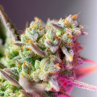 Sweet Mimosa XL Auto (Sweet Seeds) feminiserede
