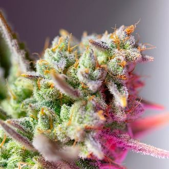 Sweet Mimosa XL Auto (Sweet Seeds) Feminiserede