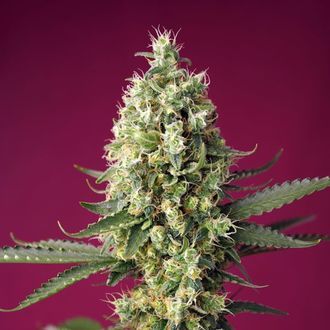 Skywalker OG Runtz XL Auto (Sweet Seeds) Feminiserede