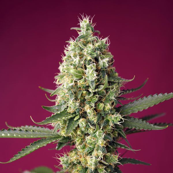 Skywalker OG Runtz XL Auto (Sweet Seeds) Feminiserede