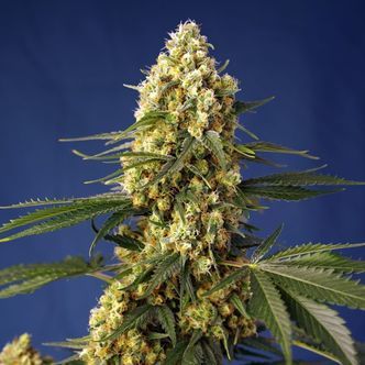 Strawberry Banana Gelato XL Auto (Sweet Seeds) feminiserede cannabisfr&oslash;