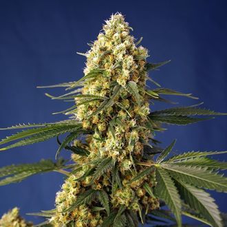 Strawberry Banana Gelato XL Auto (Sweet Seeds) Feminiserede