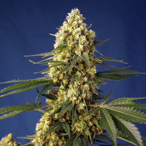 Strawberry Banana Gelato XL Auto (Sweet Seeds) Feminiserede