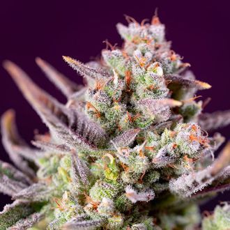 Sweet Zenzation XL Auto (Sweet Seeds) Feminiserede