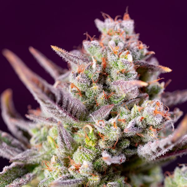 Sweet Zenzation XL Auto (Sweet Seeds) Feminiserede