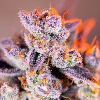 Tropicanna Poison XL Auto (Sweet Seeds) Feminiserede