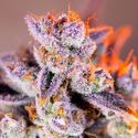 Tropicanna Poison XL Auto (Sweet Seeds) Feminiserede