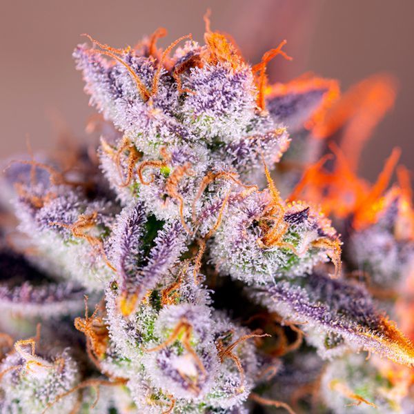 Tropicanna Poison XL Auto (Sweet Seeds) Feminiserede