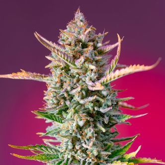 Gorilla Sherbet &ndash; F1 fast version (Sweet Seeds) feminiserede cannabisfr&oslash;