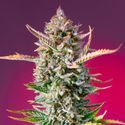 Gorilla Sherbet - F1 hurtigversion (Sweet Seeds) Feminiserede