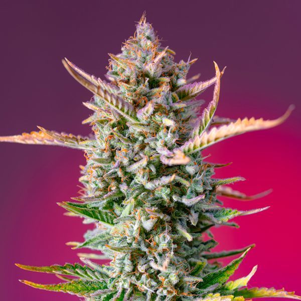 Gorilla Sherbet - F1 hurtigversion (Sweet Seeds) Feminiserede