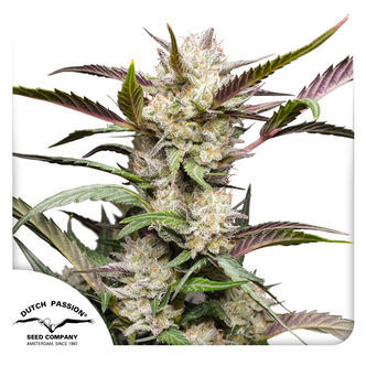Auto Mimosa Punch (Dutch Passion) feminiserede