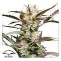 Auto Mimosa Punch (Dutch Passion) Feminiserede