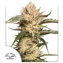 Auto Trichome & Cream (Dutch Passion) Feminiserede