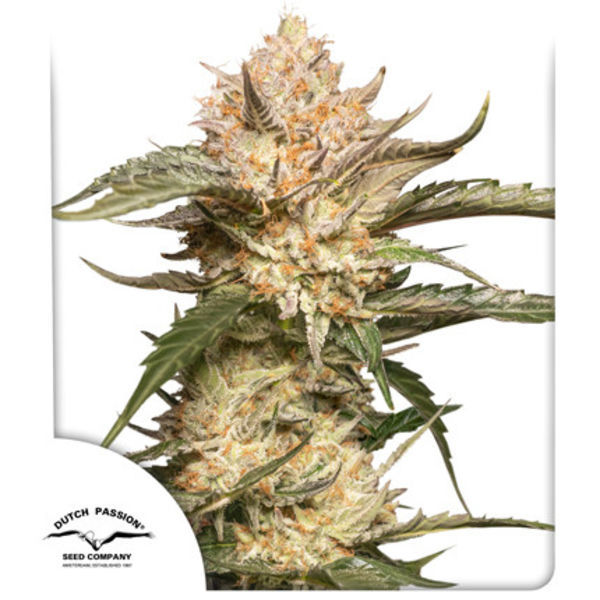 Auto Trichome & Cream (Dutch Passion) Feminiserede