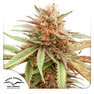 Durban Dew (Dutch Passion) feminiserede cannabisfr&oslash;