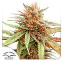 Durban Dew (Dutch Passion) Feminiserede
