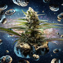 Intergelatic Kush (Kannabia x Zamnesia) Feminiserede