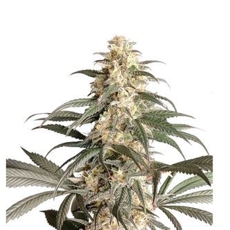 Black Lebanon (Super Sativa Seed Club) feminiserede