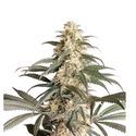 Black Lebanon (Super Sativa Seed Club) Feminiserede
