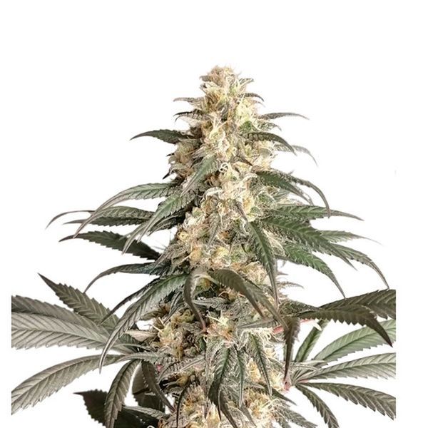 Black Lebanon (Super Sativa Seed Club) Feminiserede