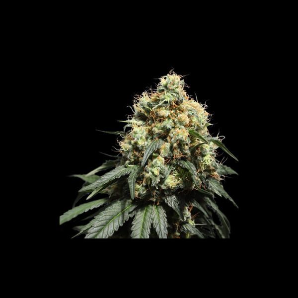 Bruce Lemon Diesel (Super Sativa Seed Club) Feminiserede