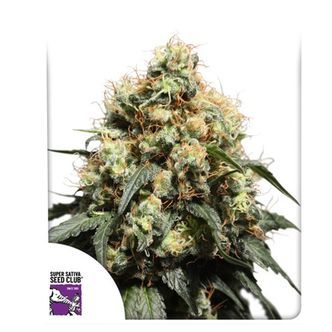 Bruce Lemon Diesel (Super Sativa Seed Club) feminiserede