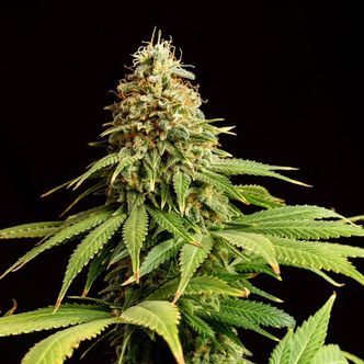 Hellfire OG (Kannabia) feminiserede cannabisfr&oslash;