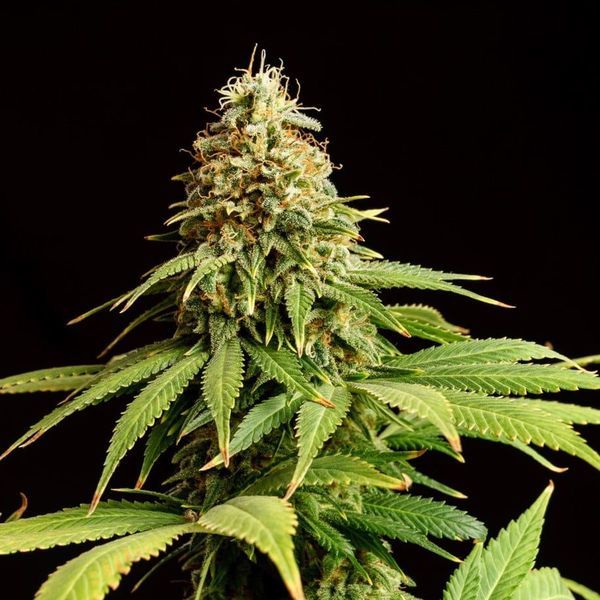 Hellfire OG (Kannabia) Feminiserede