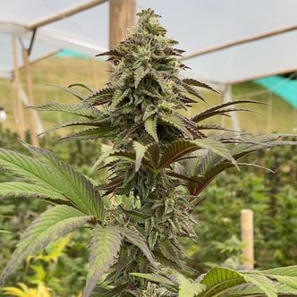 Dosidos (Kannabia) Feminiserede cannabisfr&oslash;