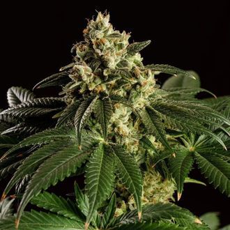 Dream Sherbet (Kannabia) Feminiserede