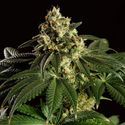 Dream Sherbet (Kannabia) Feminiserede