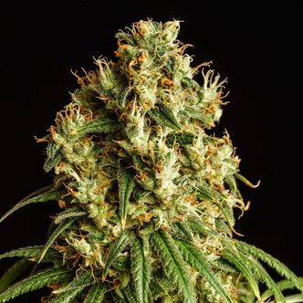 Mimosa Dream (Kannabia) feminiserede cannabisfr&oslash;