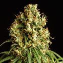 Mimosa Dream (Kannabia) Feminiserede