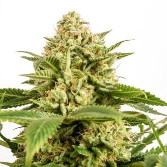 Monkey Grease (Kannabia) feminiserede cannabisfr&oslash;