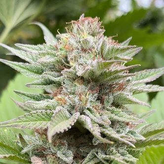 Strawberry Haze Auto (Kannabia) Feminiserede cannabisfr&oslash;