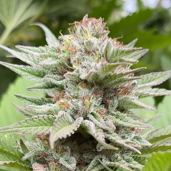 Strawberry Haze Auto (Kannabia) Feminiserede