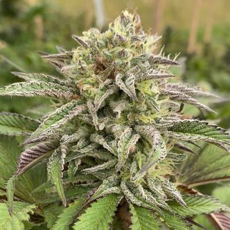 Break-Up Cake Auto (Kannabia) feminiserede cannabisfr&oslash;